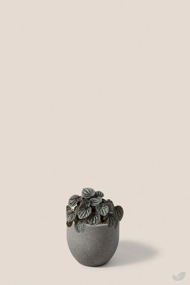 Peperomia caperata