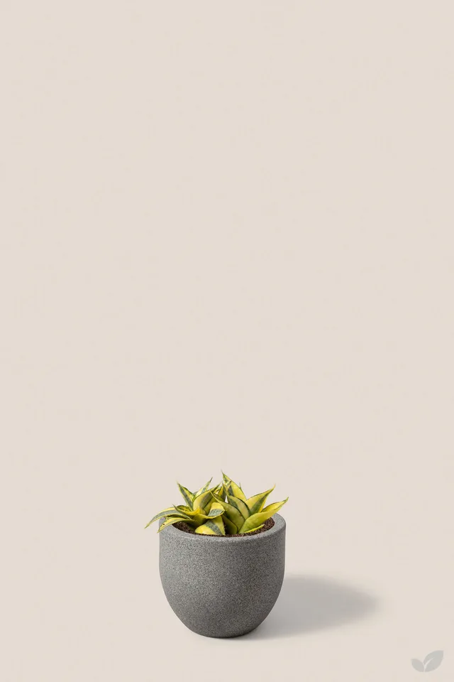 Sansevieria gold