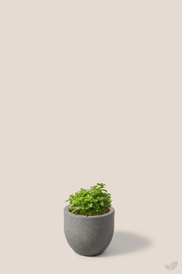 Menta