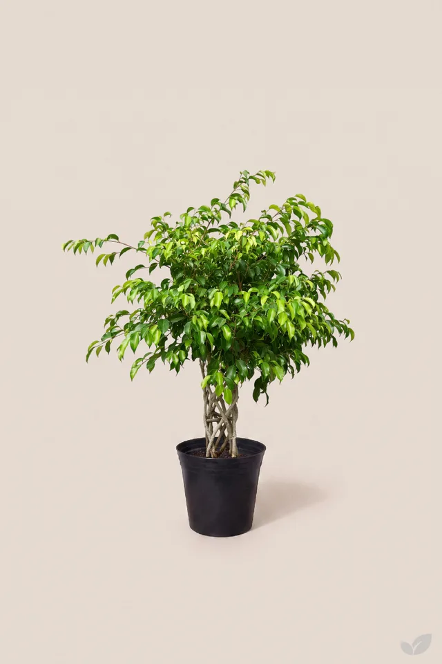Ficus trenzado diamante