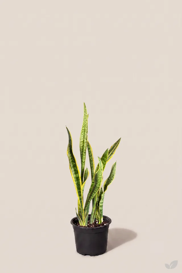 Sansevieria