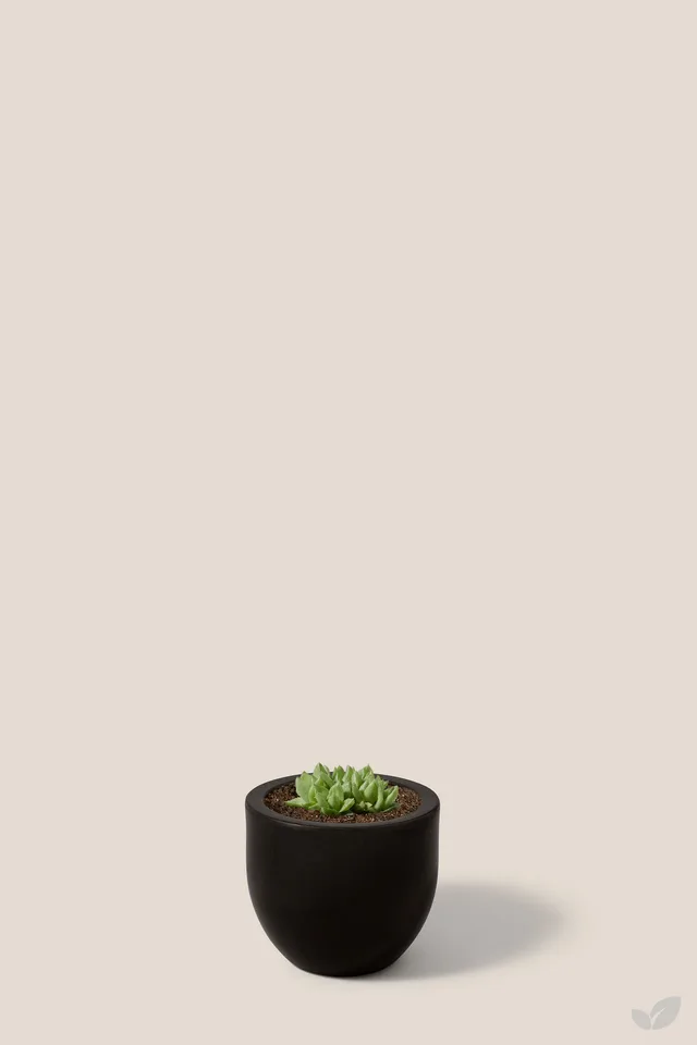Suculenta gold moss