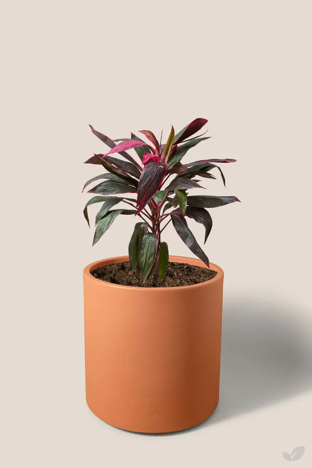 Dracena roja