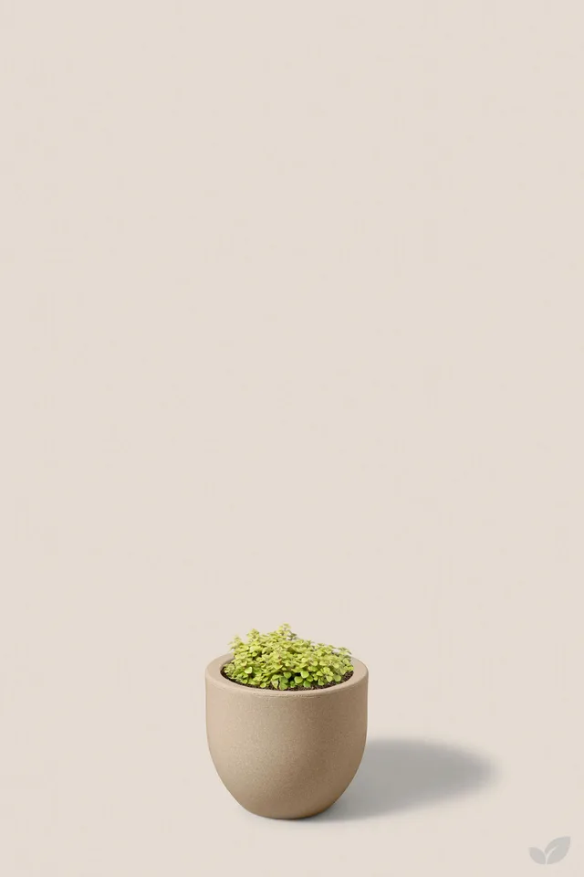 Sedum makinoi