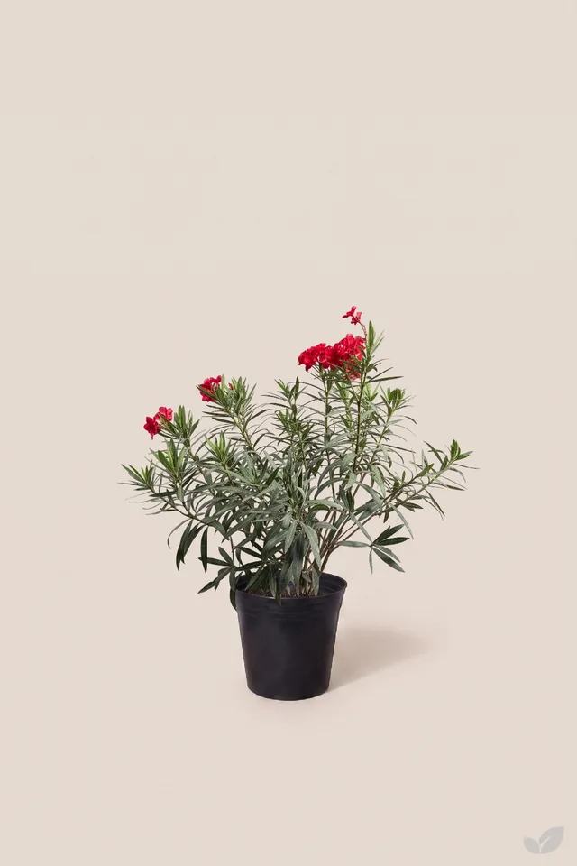 Rosa laurel