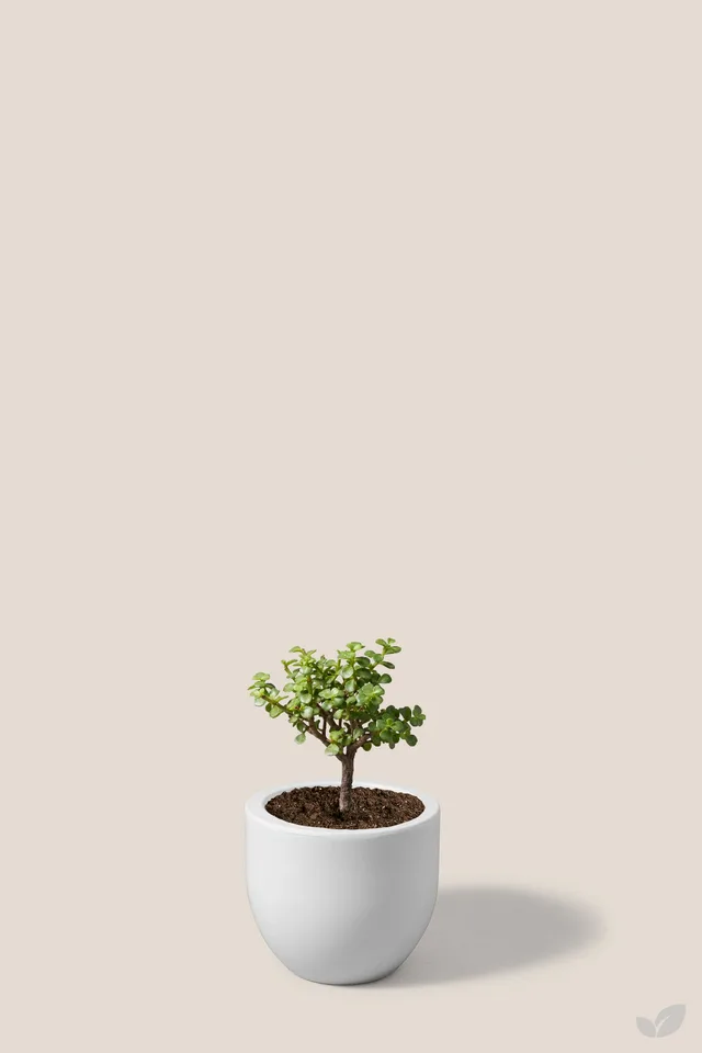 Arbol de la abundancia