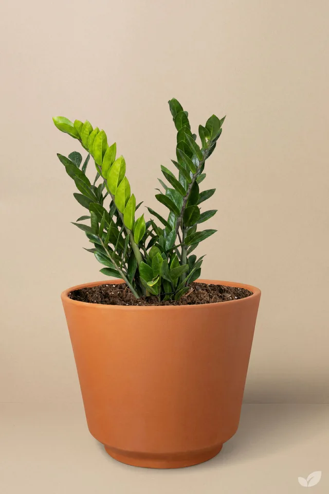 Zamioculca