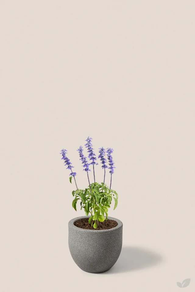 Salvia victoria