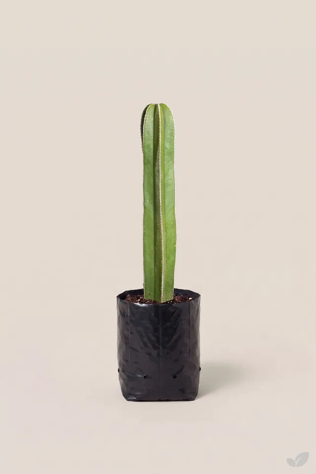 Cactus organo