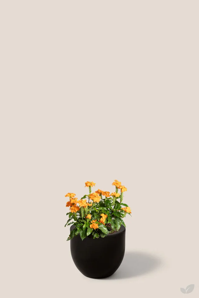 Crossandra