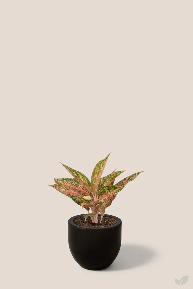 Aglaonema