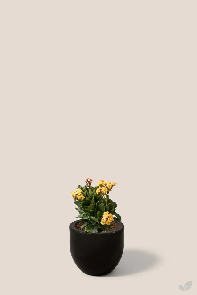 Kalanchoe