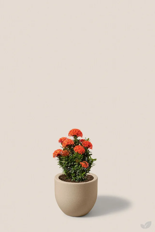 Ixora