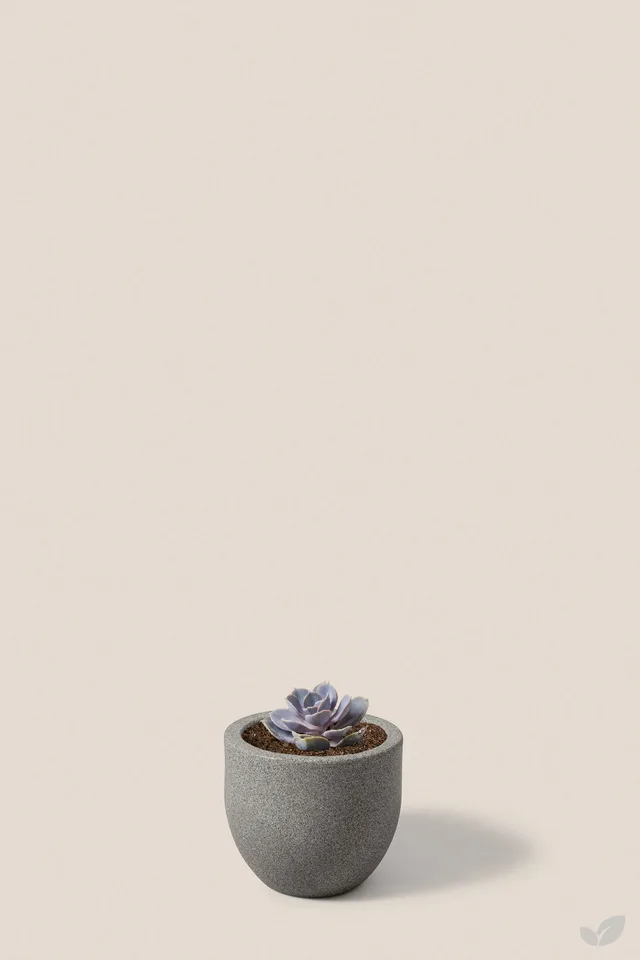Suculenta purple pearl