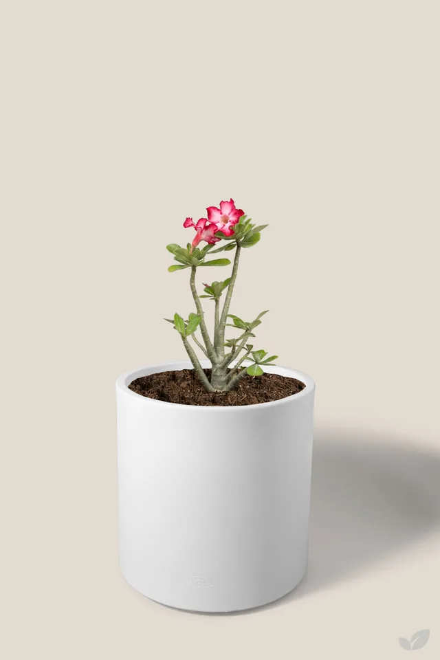 Rosa del desierto