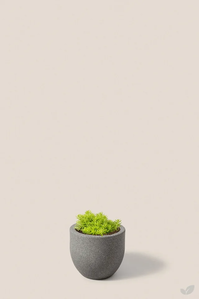 Sedum lemon ball