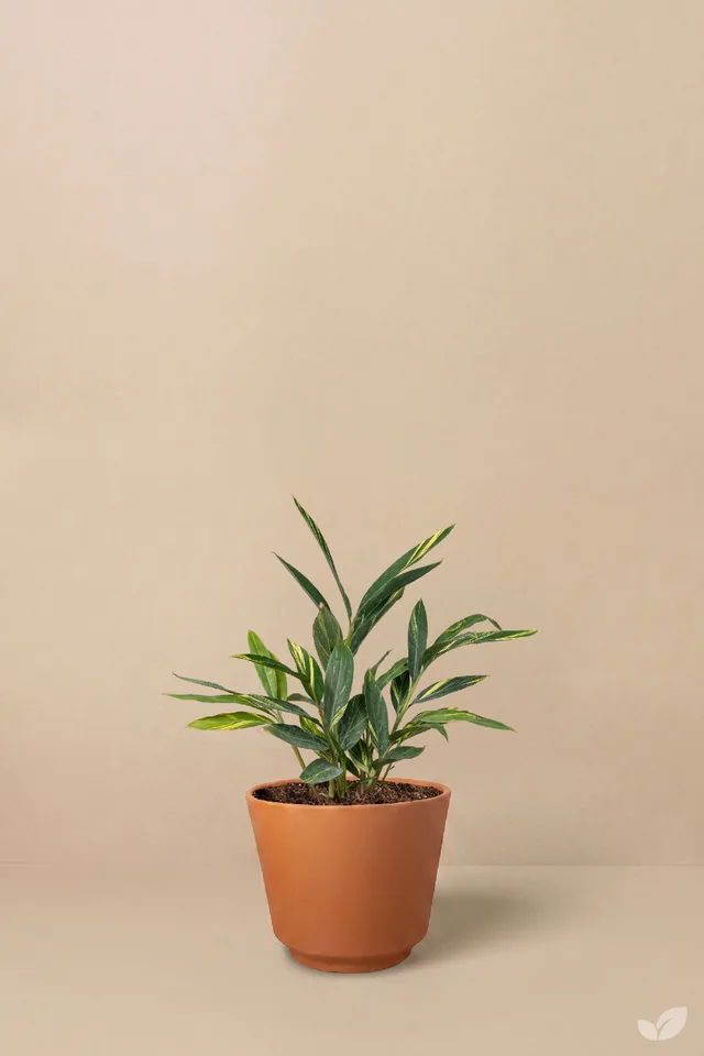 Alpinia