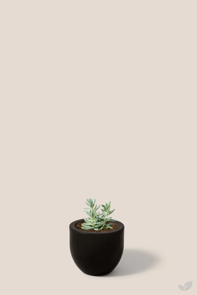Suculenta spanish blue