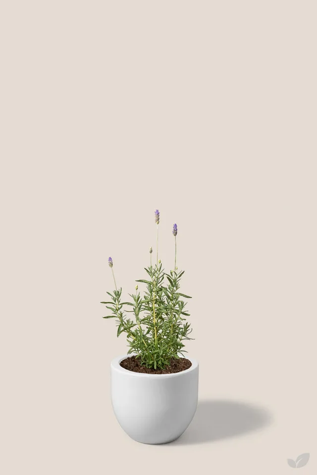 Lavanda
