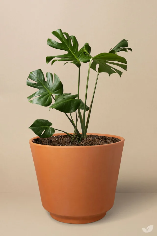 Monstera