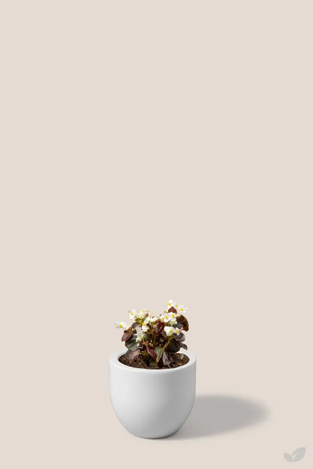 Begonia negra
