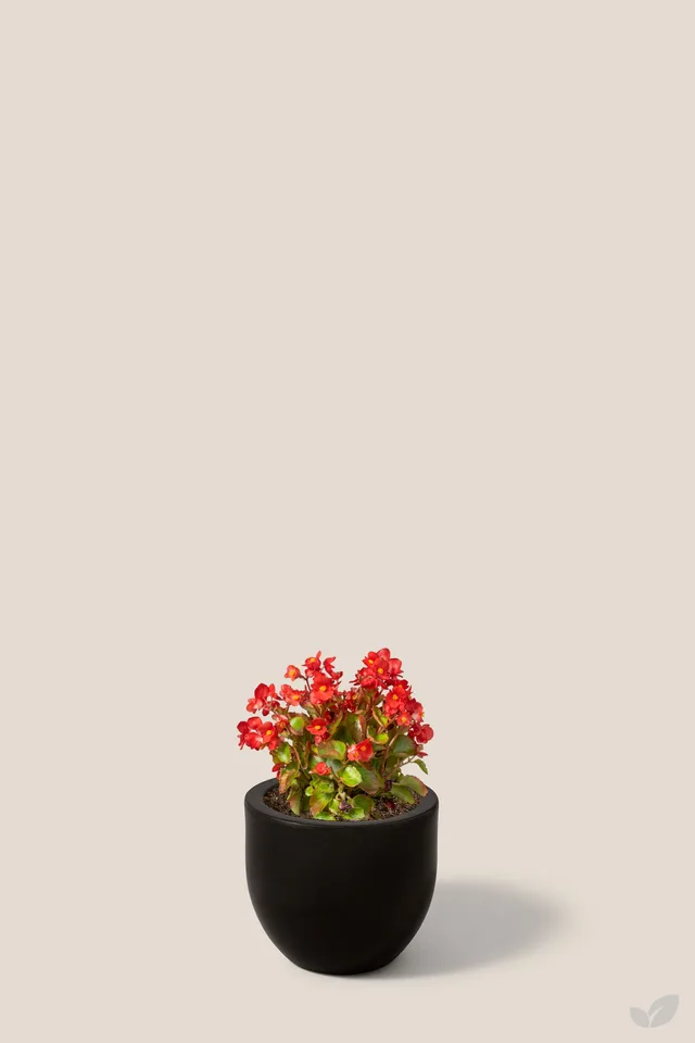 Begonia