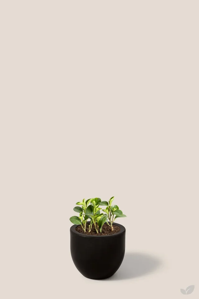 Peperomia