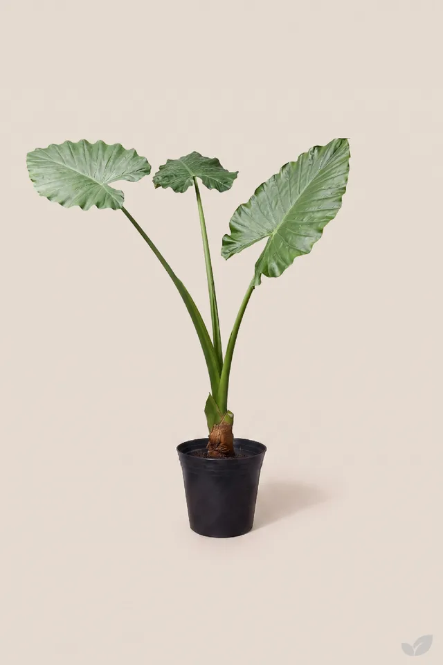 Hoja elegante
