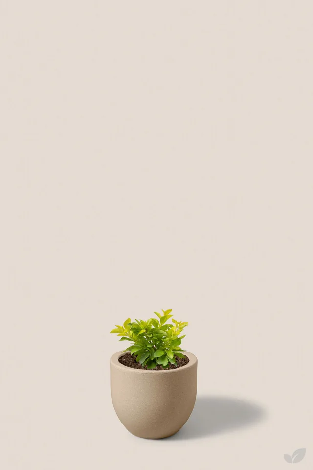 Duranta