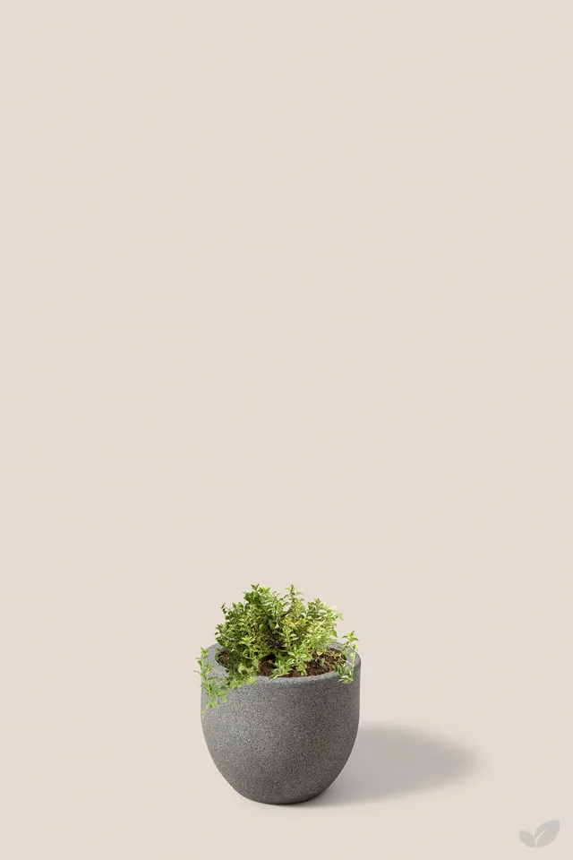 Oregano