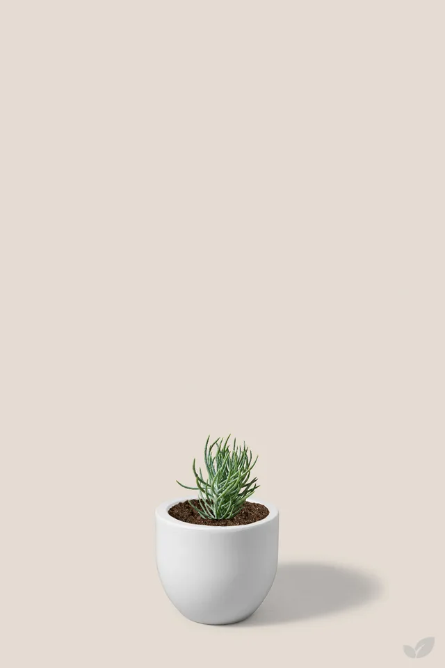Suculenta senecio