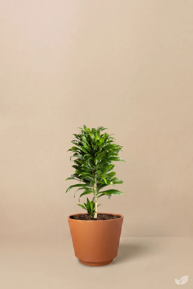 Dracena piña