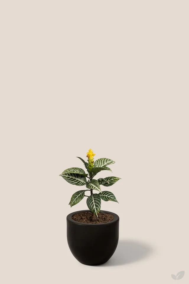 Afelandra