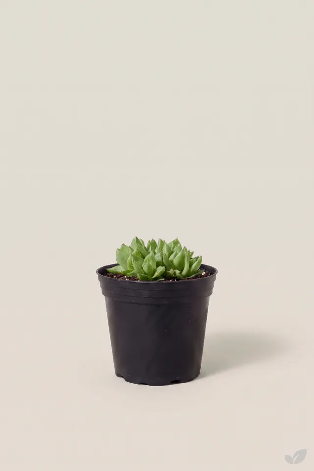 Suculenta haworthia