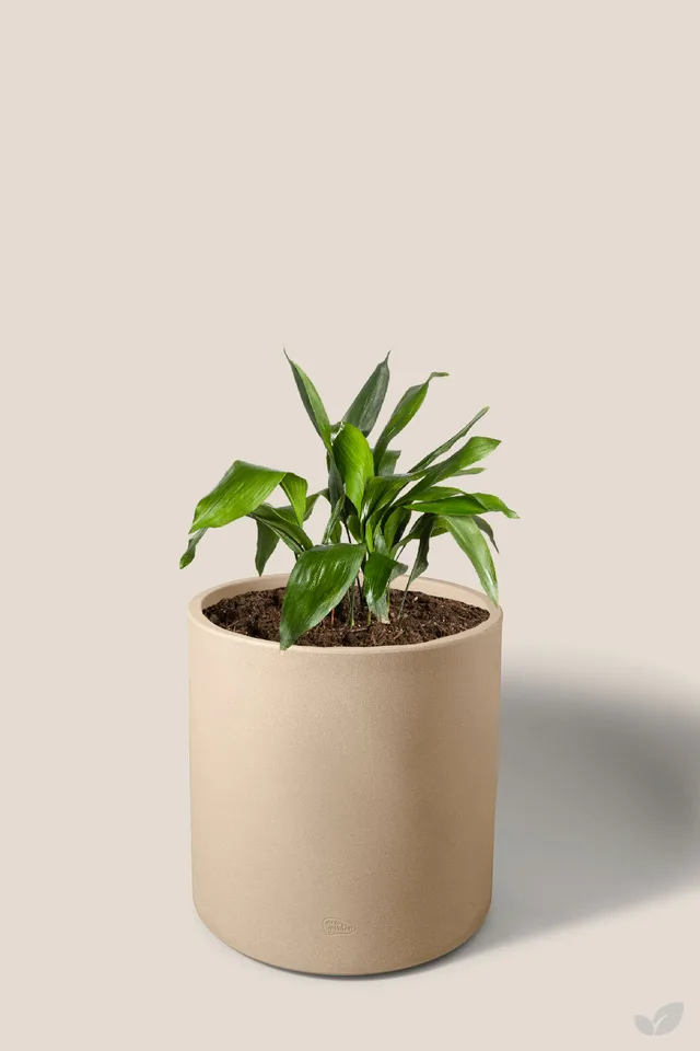 Aspidistra