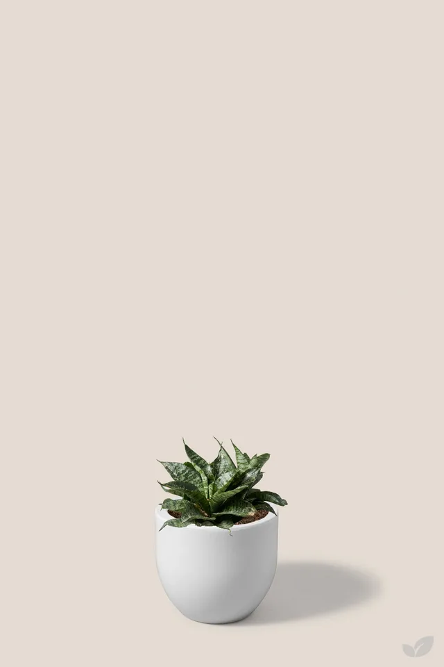 Sansevieria hahnii