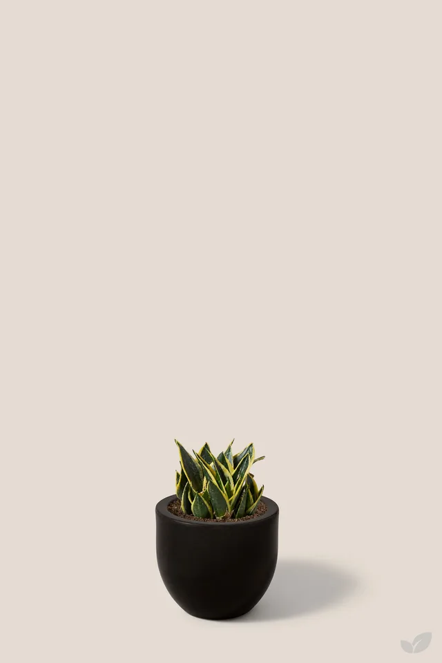 Sansevieria black